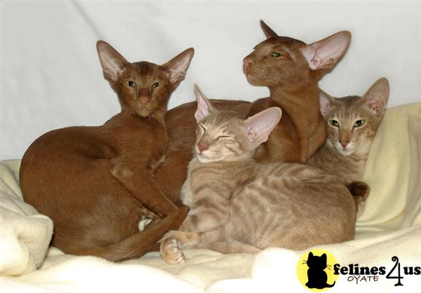 Oriental Kittens
