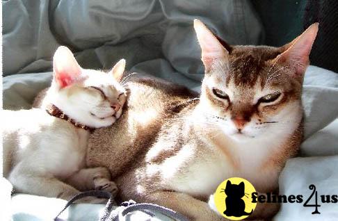 Kittens for Sale in California