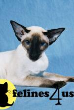 Siamese kittens from Alexy Siamese
