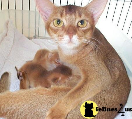 Abyssinian kittens by Alexy Abyssinians