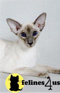Siamese Kittens