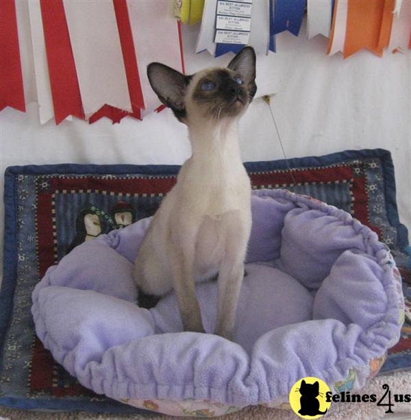 Siamese kittens from Alexy Siamese
