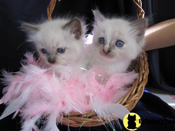 Ragdoll Kittens