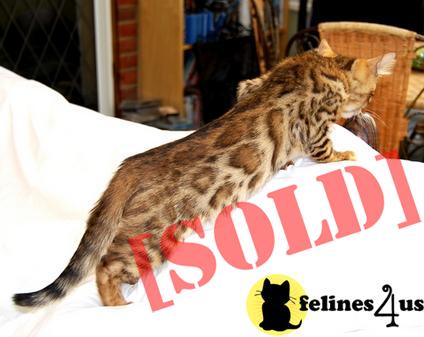 adorable bengal ittens for a ew home