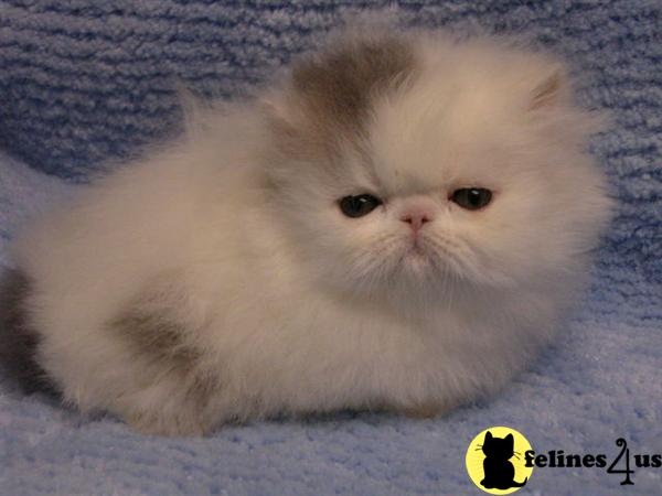 Kittens for Sale in Pennsylvania