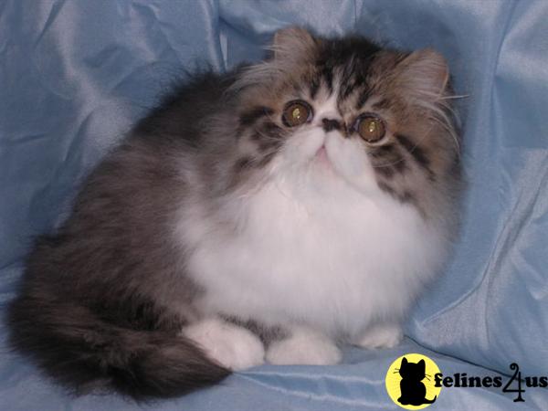 Kittens for Sale in Pennsylvania
