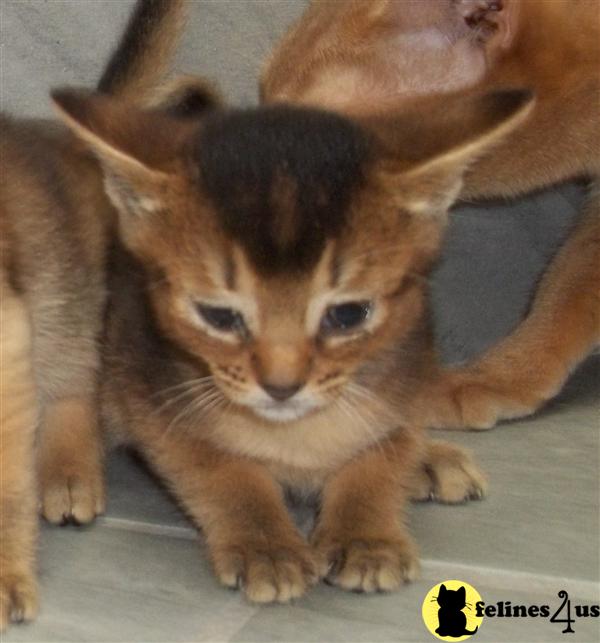 Abyssinian Kittens