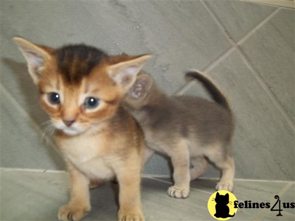 Abyssinian Kittens