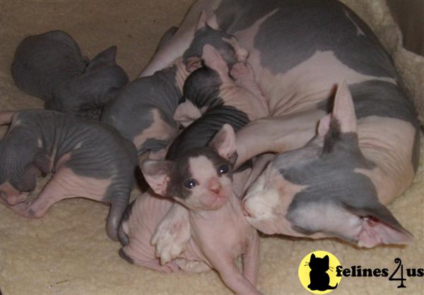 Sphynx Kittens for Sale in