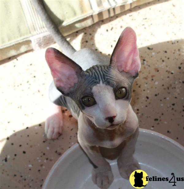 Sphynx Kittens