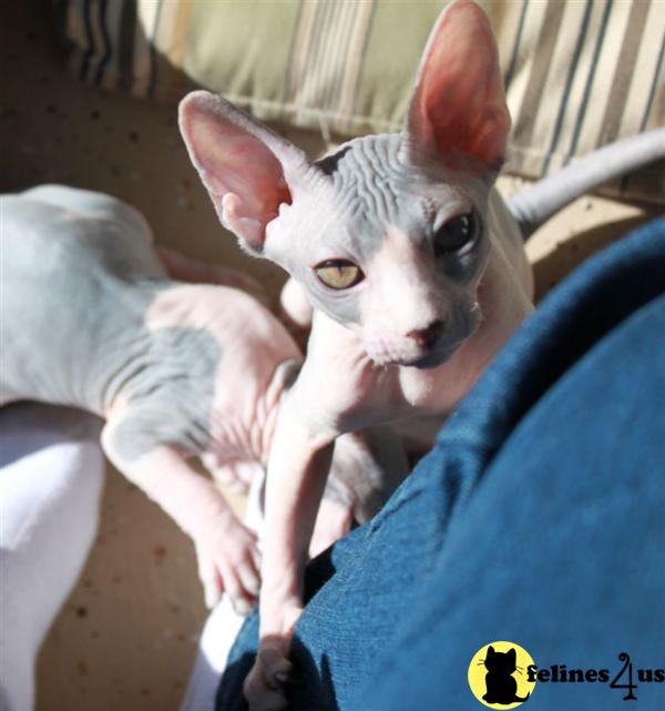 Sphynx Kittens