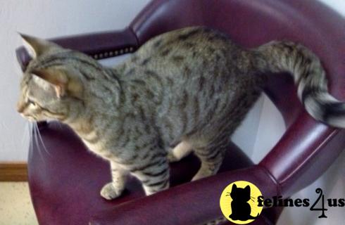 Cats for Sale