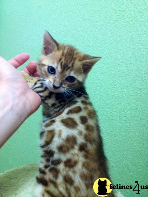Bengal Kittens