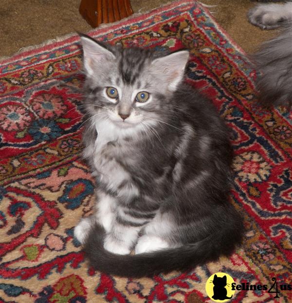 Maine Coon Kittens Maine