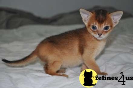 Abyssinian Kittens