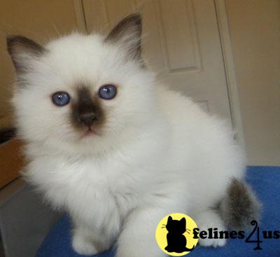 Birman Kittens