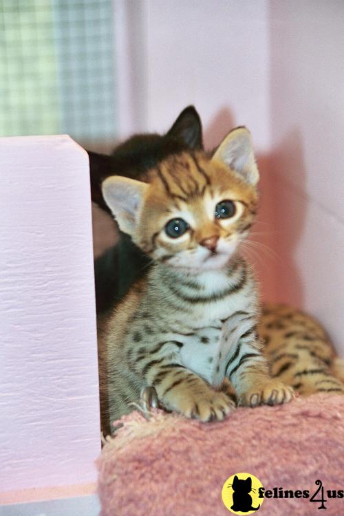 Savannah Kittens