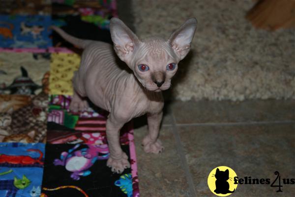 Kittens for Sale in Arizona