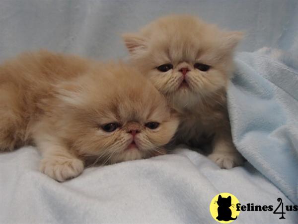 Kittens for Sale