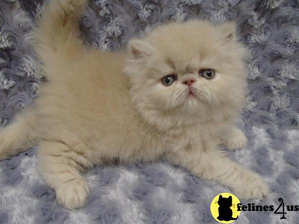 Kittens for Sale