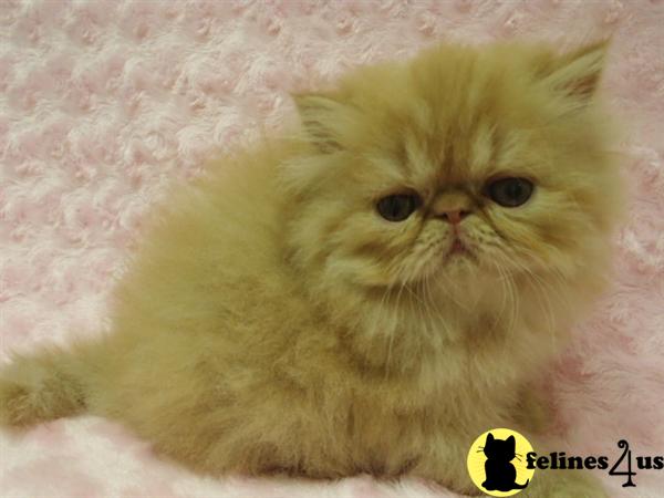 Kittens for Sale