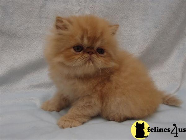 Kittens for Sale