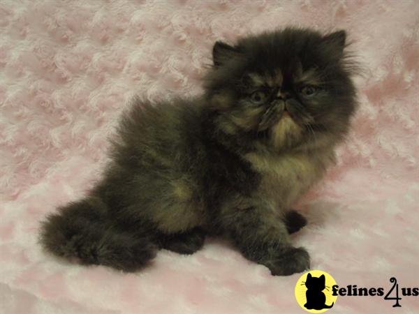 Kittens for Sale