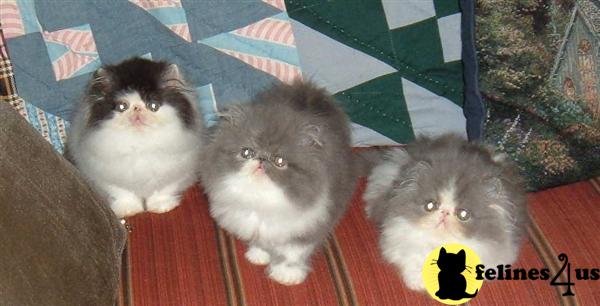 Three CFA Persian Kittens.