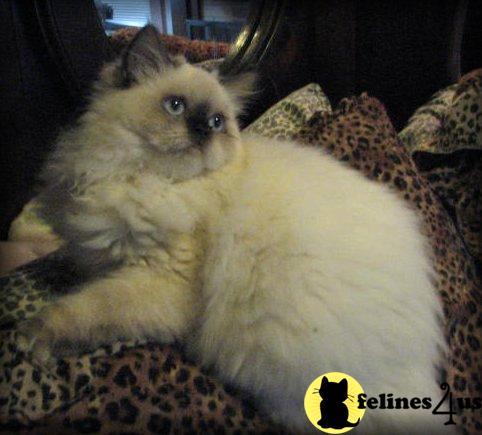 Himalayan Kittens