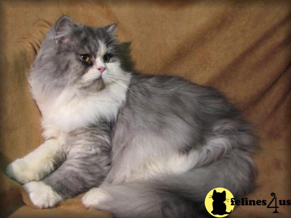 Cats for Sale