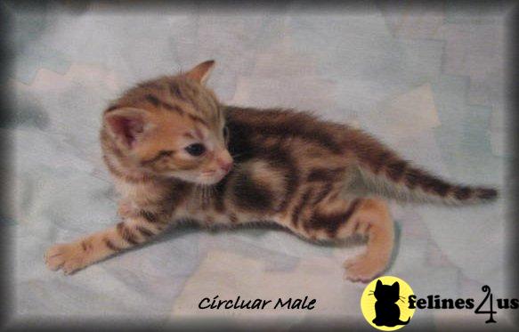 Abyssinian kittens Fawn  rare circluars 