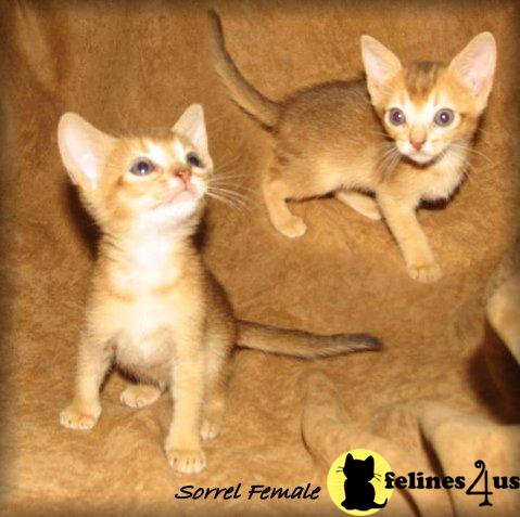 Abyssinian kittens