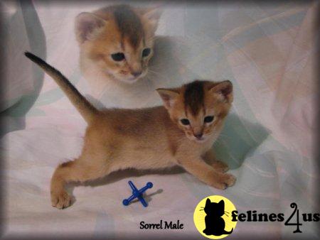 Abyssinian Kittens