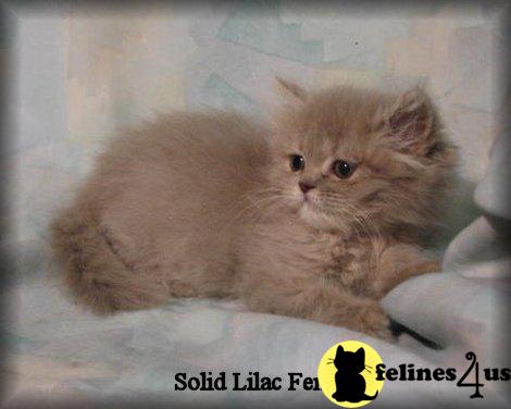 Kittens for Sale
