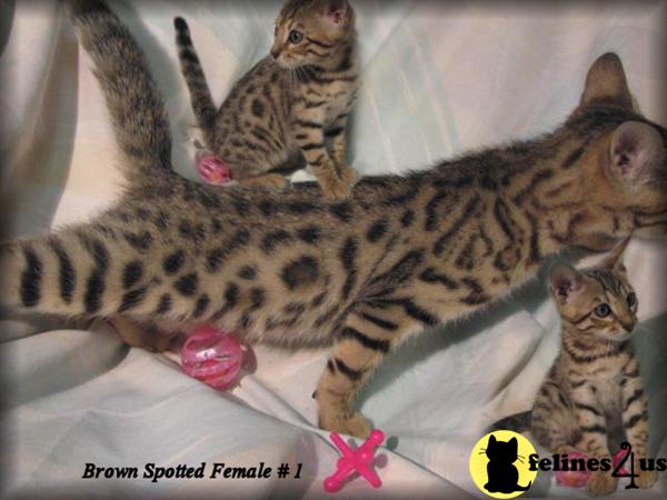 Bengal Kittens