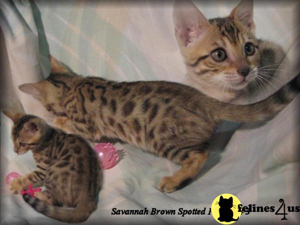 Savannah Kittens