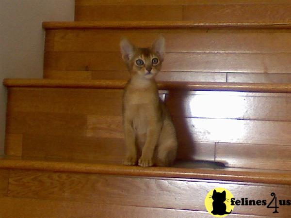 California Abyssinian Kittens