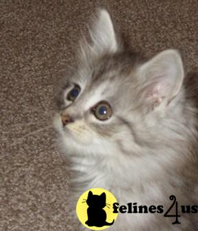 Cats for Sale