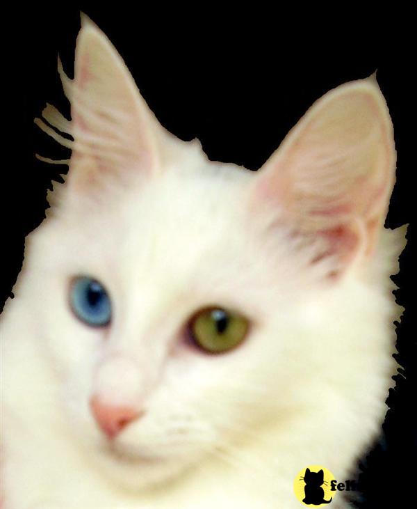 Turkish Angora Kitten for Sale Mavi Magic Turkish Angoras 9 Yrs and 10