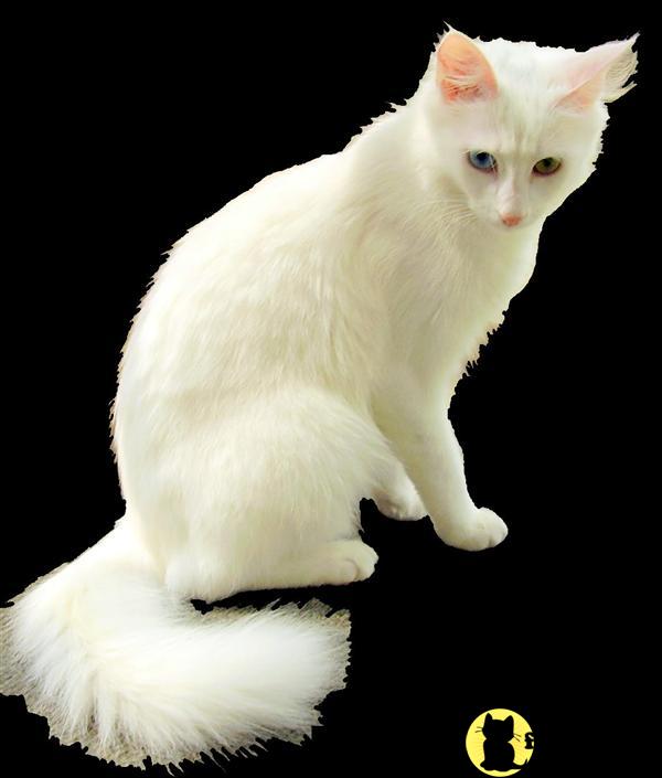 Turkish Angora Kitten for Sale Mavi Magic Turkish Angoras 9 Yrs and 10