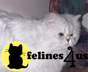 Cats for Sale
