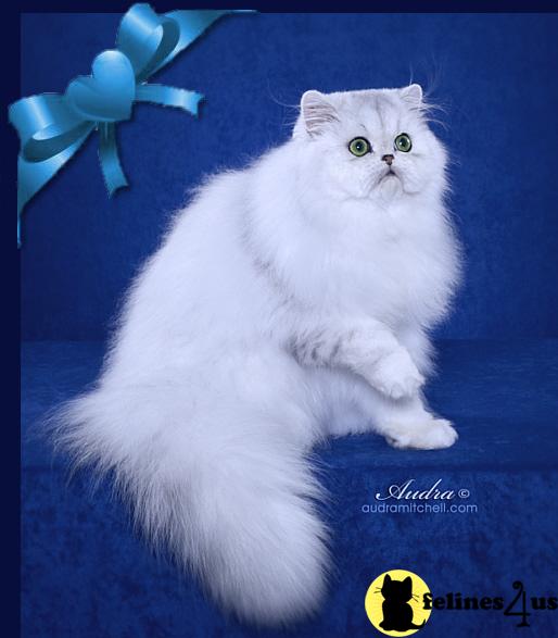 Cats for Sale