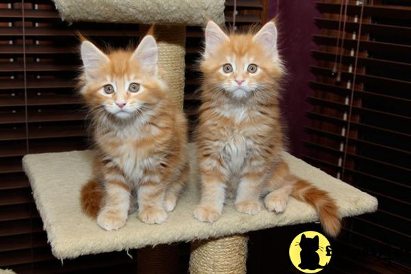 Maine Coon Kittens in Ohio