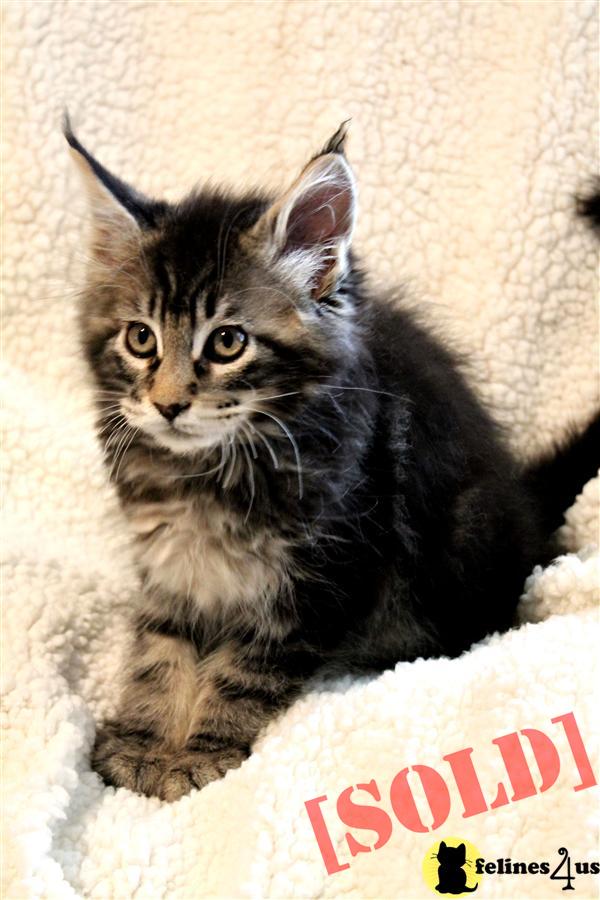 Beautiful Maine Coons kittens from European bloodlines