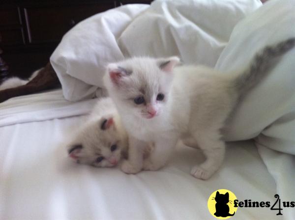 Kittens for Sale in California