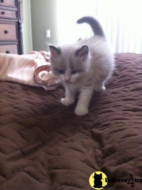 Kittens for Sale