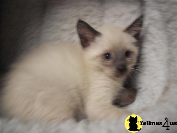 Siamese Kittens