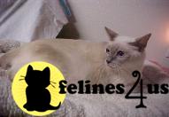 Cats for Sale