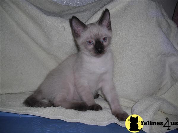Kittens for Sale