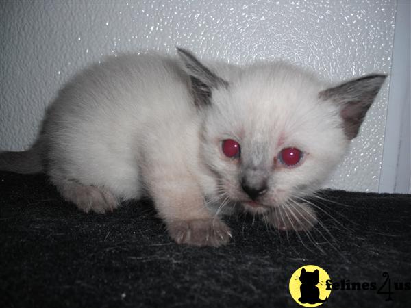 Siamese Kittens